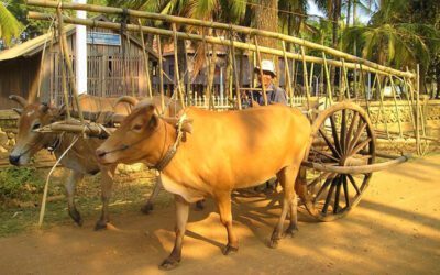 Phnom Penh & Koh Dach Silk Island Tour
